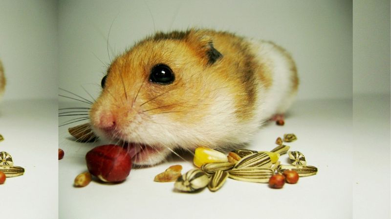 Kinh nghiệm cho chuột Hamster ăn gì để lớn nhanh