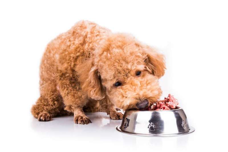 Có thể cho cún poodle bổ sung nhiều thực phẩm tốt cho hệ tiêu hoá