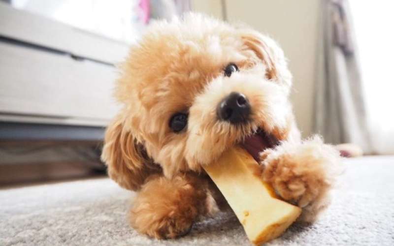 Đồ ăn vặt, xương gặm là món ăn đặc biệt tốt đối với chó poodle
