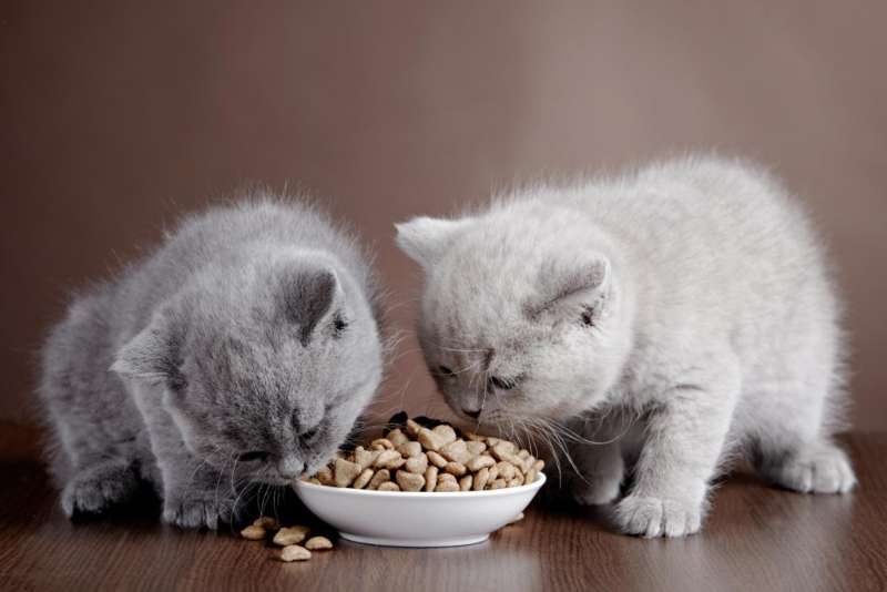 Có nhiều thực phẩm tốt mà người nuôi nên bổ sung vào bữa ăn hàng ngày của mèo con