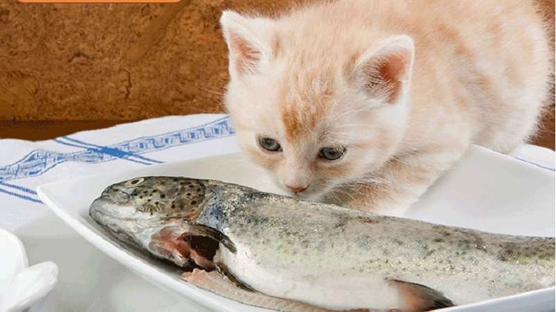 Cá – món ăn “hoàn hảo” dành cho mèo con