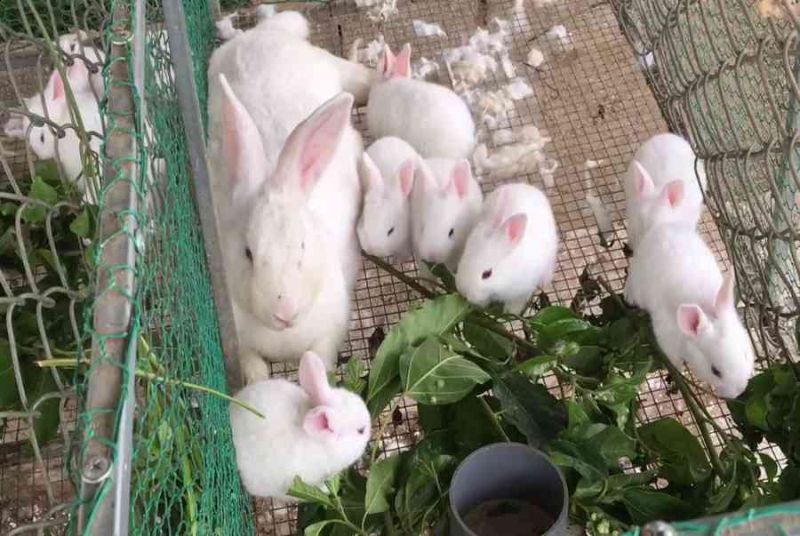 Cho thỏ ăn nhiều lá cây xanh rất tốt cho đường ruột